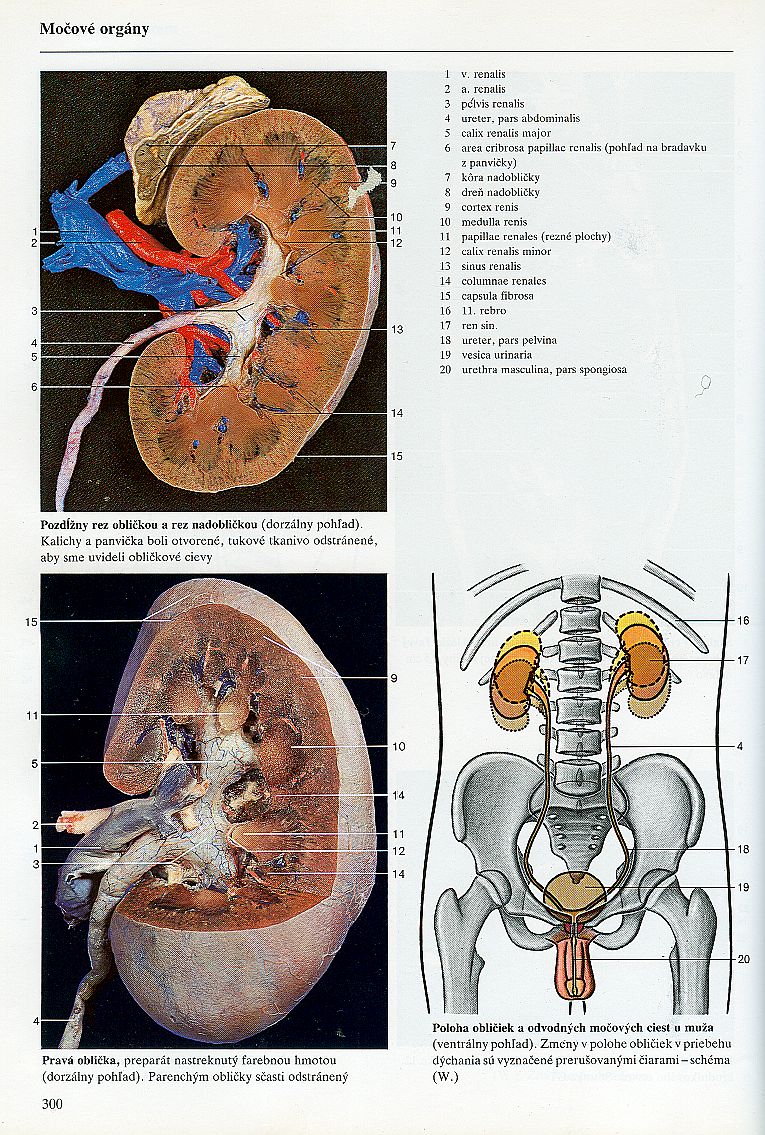 Řez ledvinou a poloha ledvin a močových cest u muže