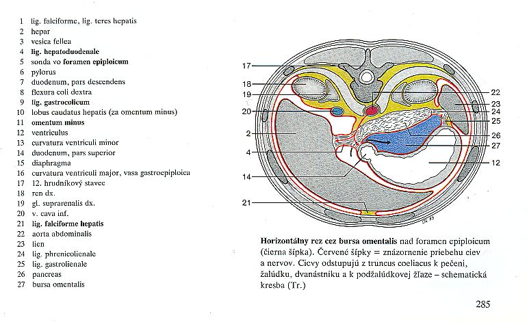 Řez trupem v úrovni ledvin, poloha ledvin a dalších orgánů v trupu