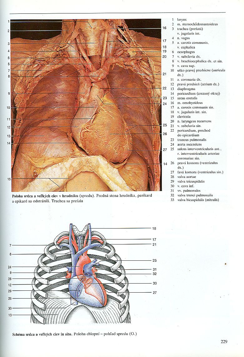 Srdce, poloha a schéma srdce a velkých cév v hrudníku