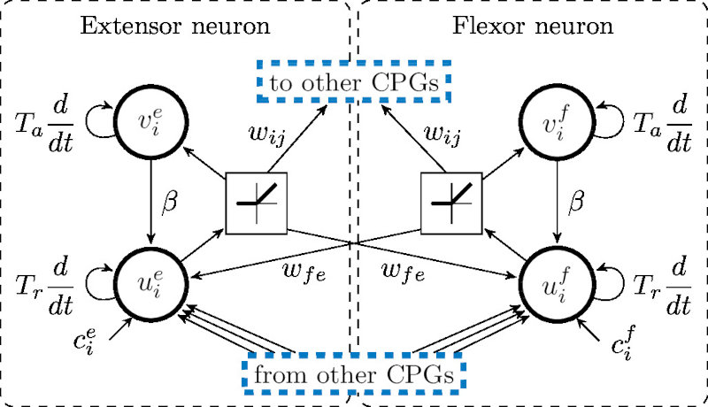  Scheme of the CPG unit.