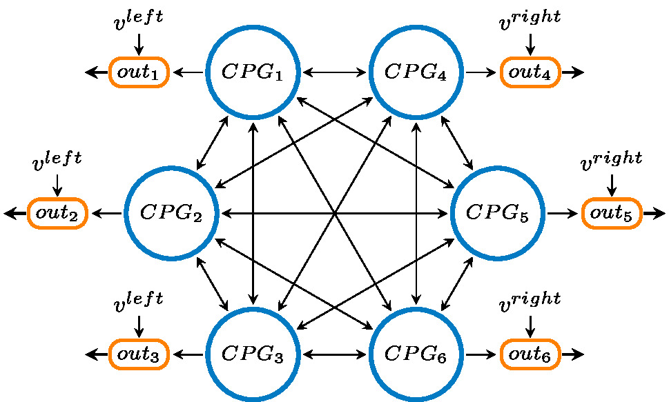  CPG network structure