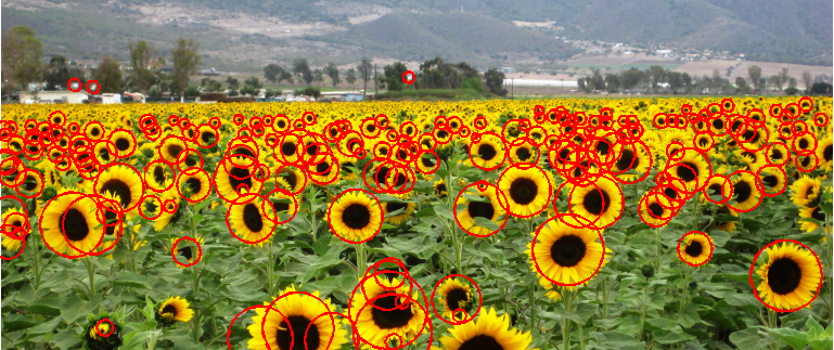 sunflowers_sshesian.png