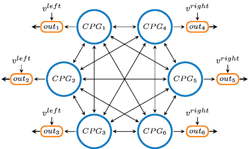  CPG network structure